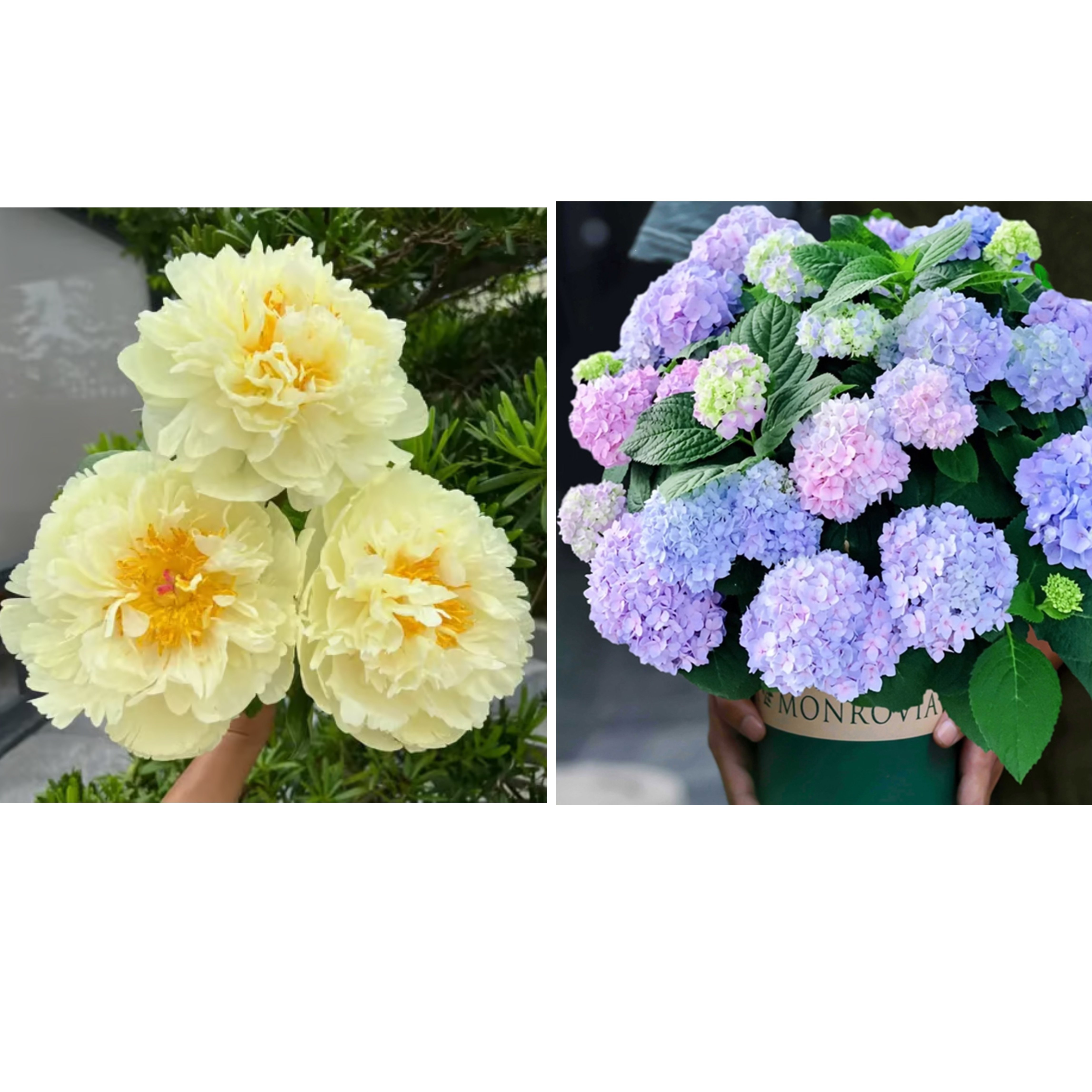 🔥🌺THE QUEEN OF FLOWERS—DOUBLE PETALED PIANI
