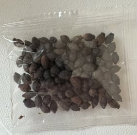 🏆Flash Sale⚡ 50K+ SOLD! Almost Gone-💥🌸 Jasmine Seeds,Best gifts