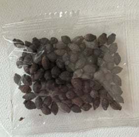 🏆Flash Sale⚡ 50K+ SOLD! Almost Gone-💥🌸 Jasmine Seeds,Best gifts