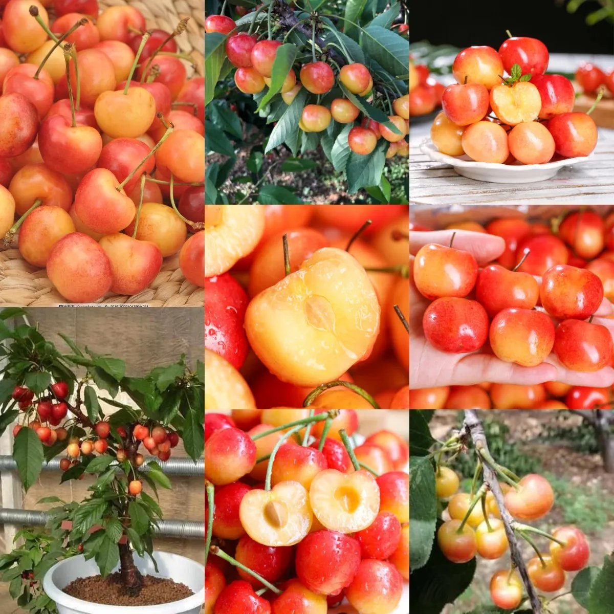 🍒Rainier Cherry Fruit Seeds