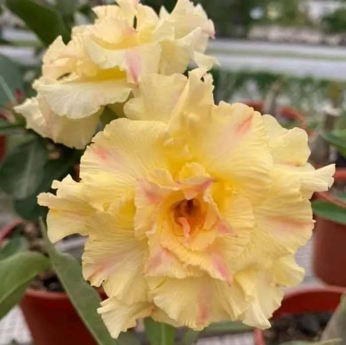 🌵🌹 Dive into Desert Beauty: Desert Rose Seeds for Your Tranquil Haven!-Various Colors🌱Long Flowering Period 🏜️🌺