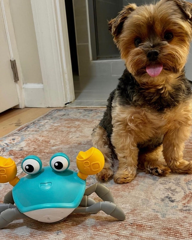 Crawling Crab Interactive Toy for Pups