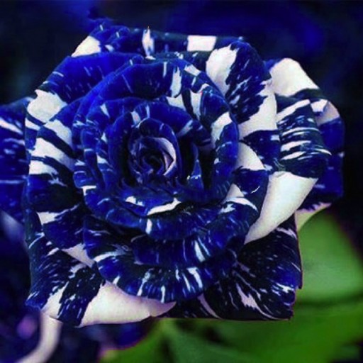 Exotic Colorful Rose Seeds Rare Variety
