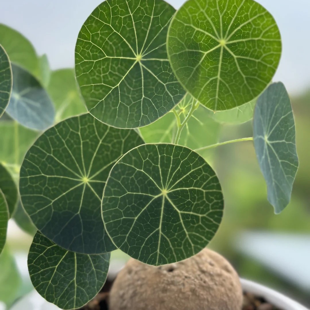 Stephania Erecta: Die stärkste Zimmerpflanze für Faule