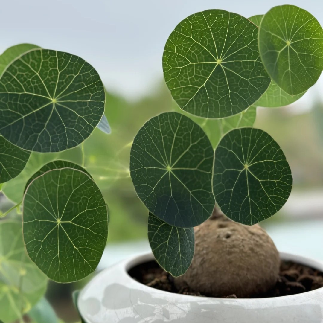 Stephania Erecta: Die stärkste Zimmerpflanze für Faule