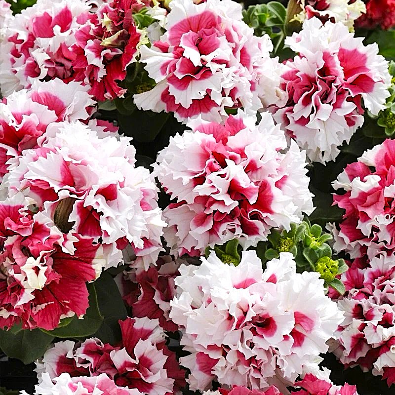 Petunia Seeds, Double Pirouette Purple F1