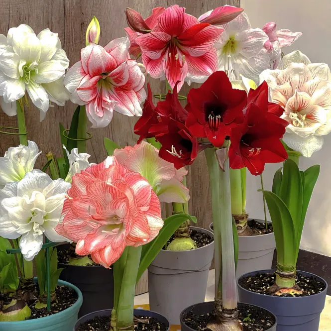 Double-Petaled Perfume Amaryllis Bulbs