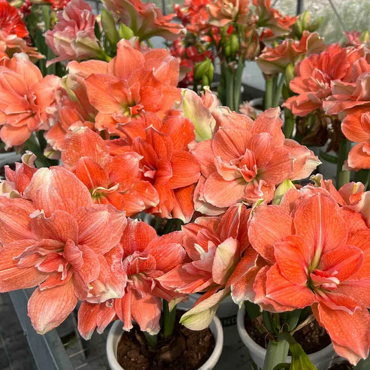 Double-Petaled Perfume Amaryllis Bulbs
