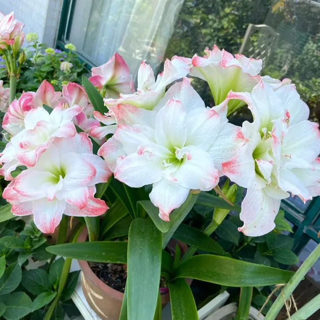 Double-Petaled Perfume Amaryllis Bulbs