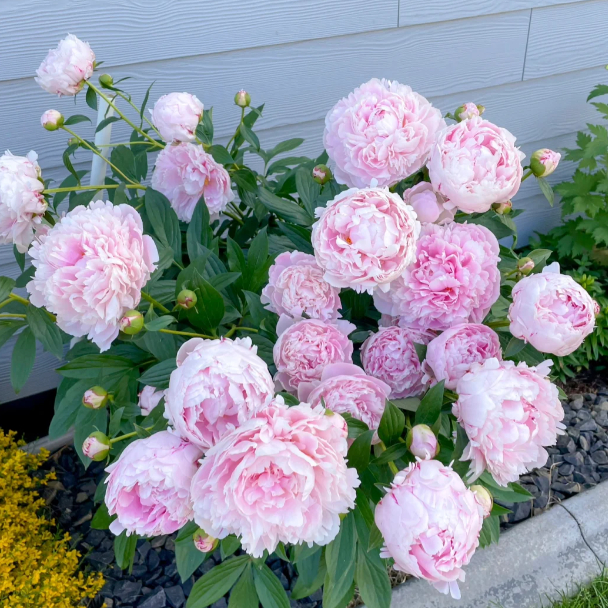 🌺The King of Flowers—Peony Flower