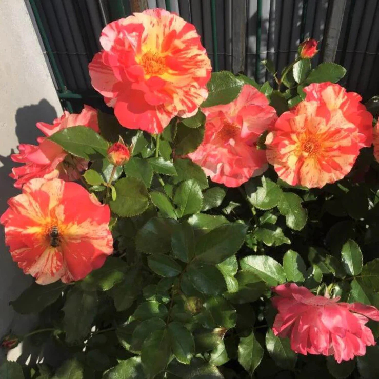 Exotic Colorful Rose Seeds Rare Variety