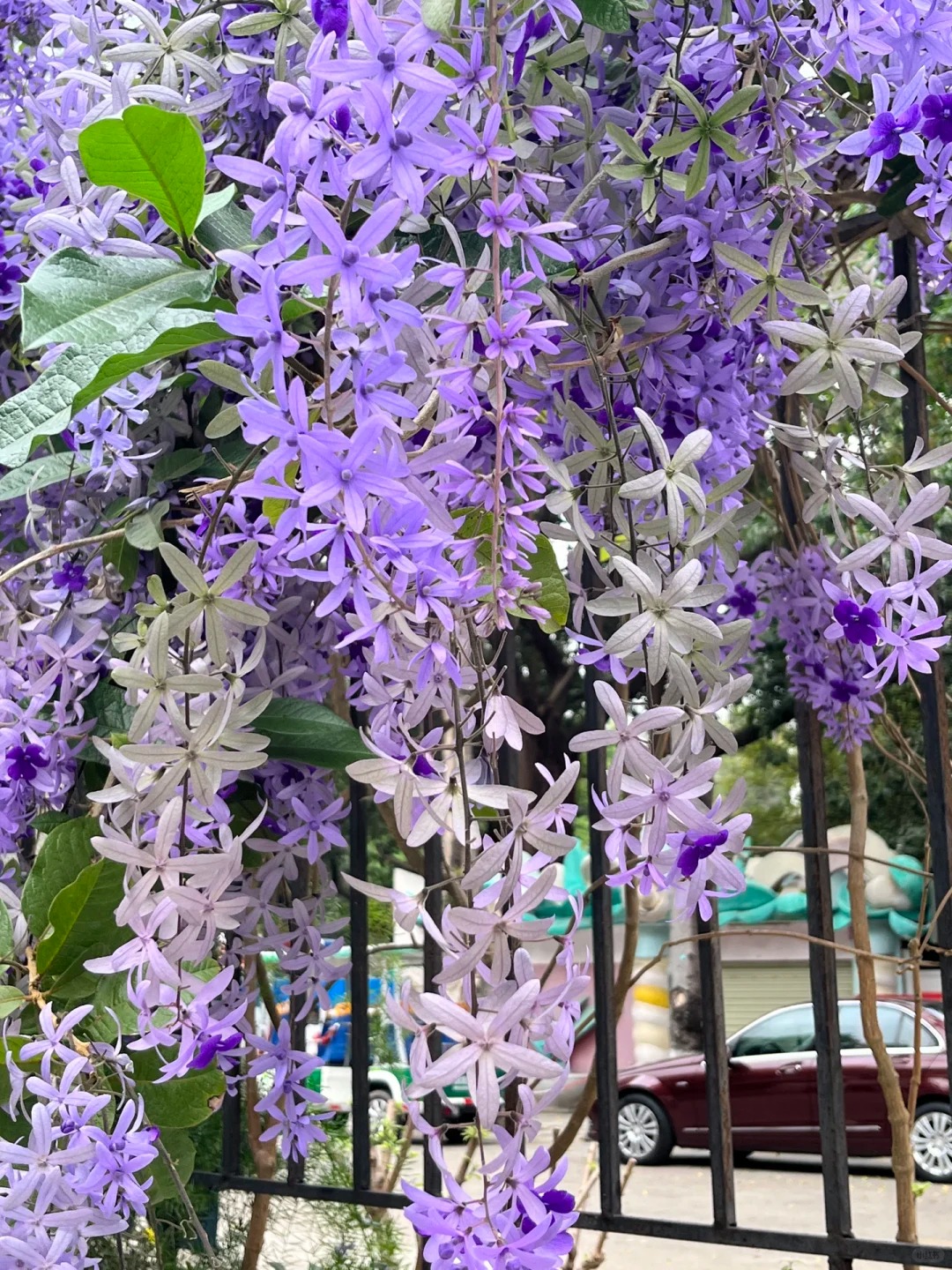 Blaue Blumenrebe - Verträumter blauer und lila Wasserfall