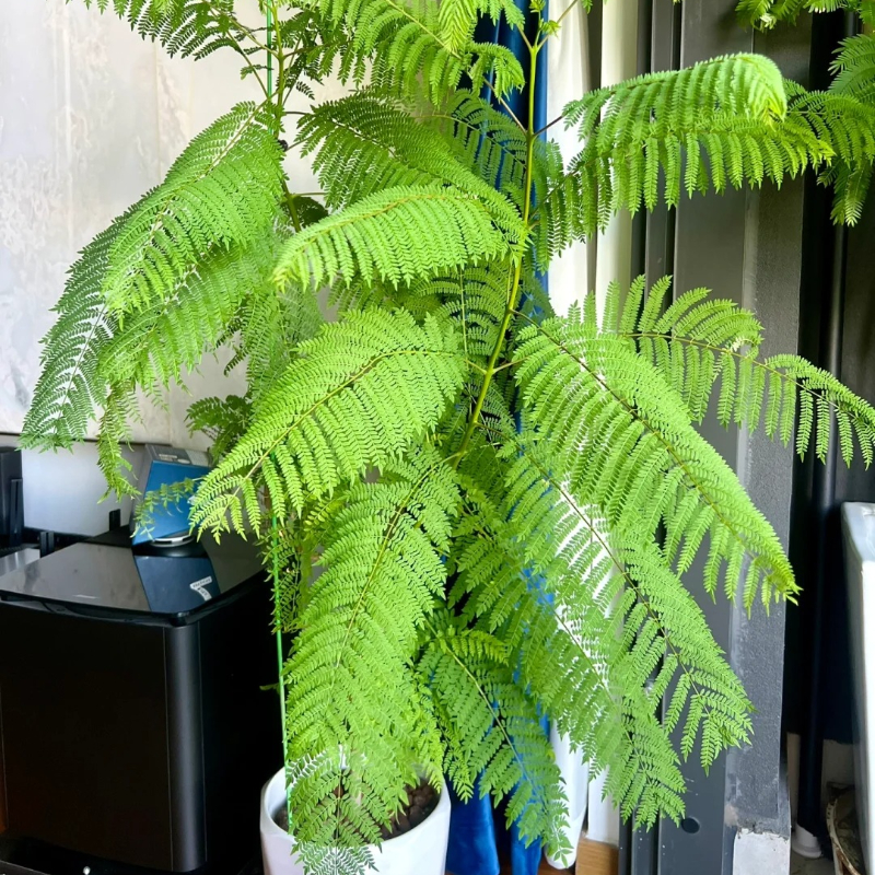 Jacaranda Mimosifolia Seeds