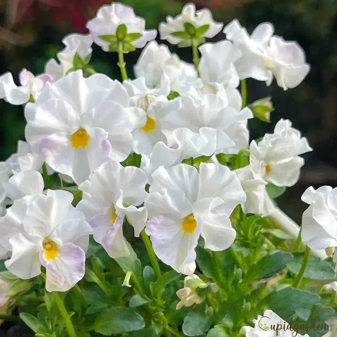 💐 Pansy Winter Elf Series - I Miss You Endlessly