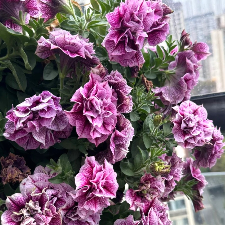 Petunia Seeds, Double Pirouette Purple F1