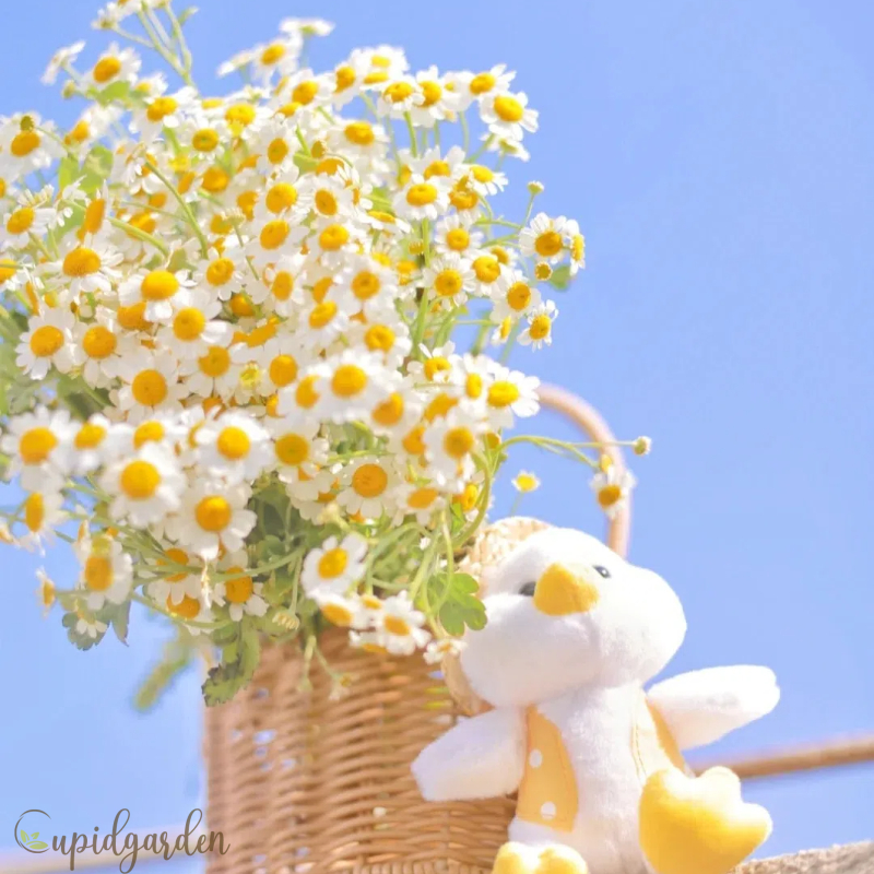 🌼 Chamomile Seeds - Calming Beauty for Your Garden! 🌼