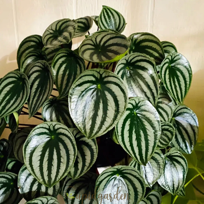 Peperomia Sandersii Seeds