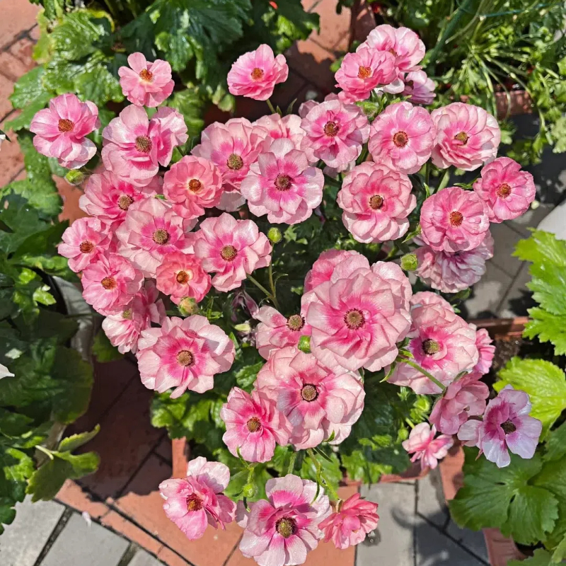 Multicolor Butterfly Ranunculus Seeds
