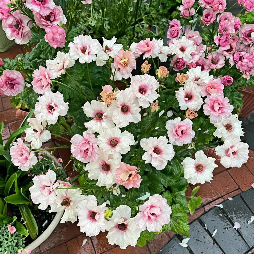 Multicolor Butterfly Ranunculus Seeds