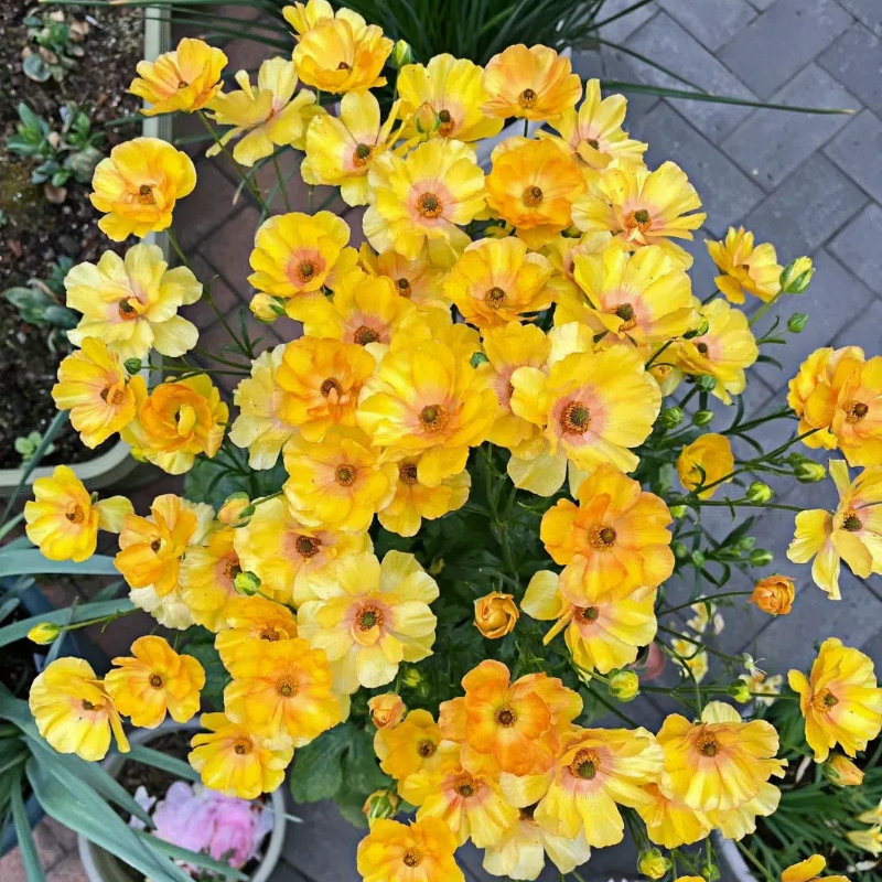 Multicolor Butterfly Ranunculus Seeds