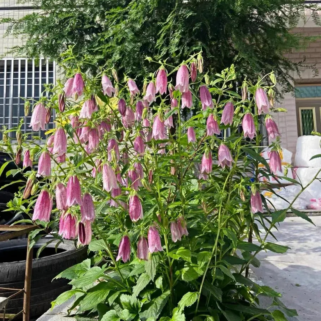 Spotted Bellflower Seeds