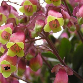 Beach Bells-Kalanchoe manginii Wendy Sunny Balloon