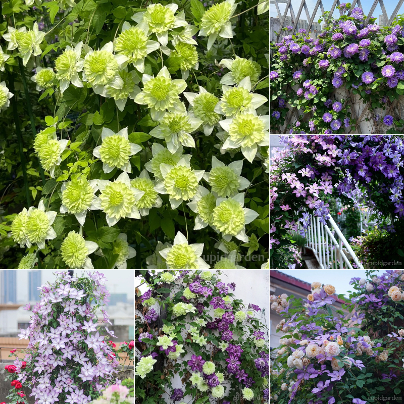🌸Queen of Vines - Climbing Clematis Seeds