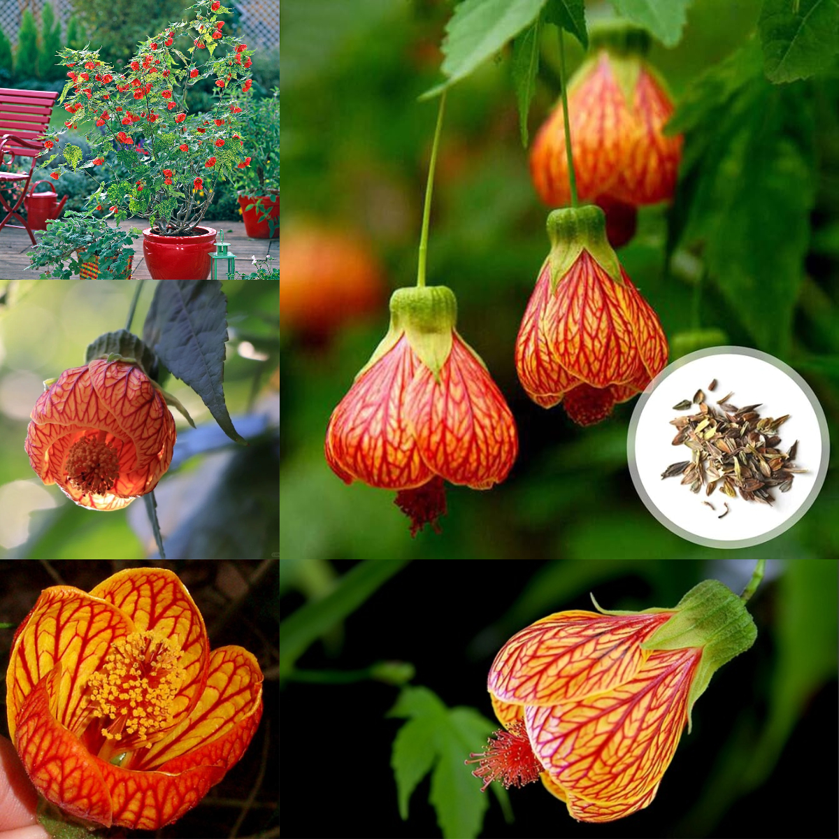 Abutilon Pictum Seeds