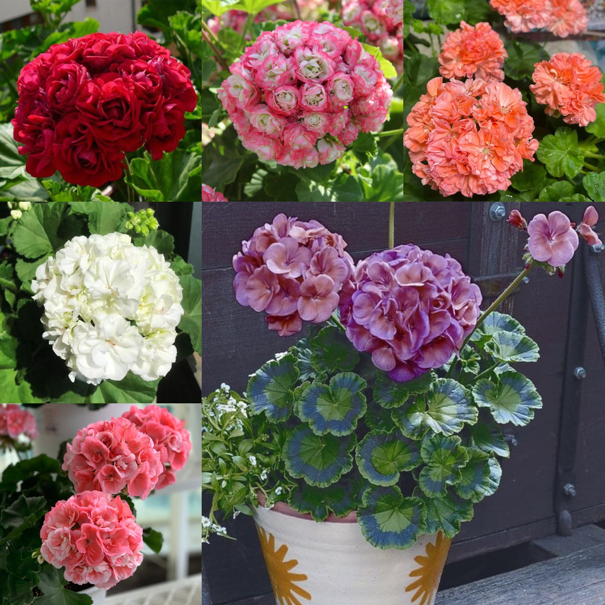 Colorful Apple Blossom Geranium Seeds