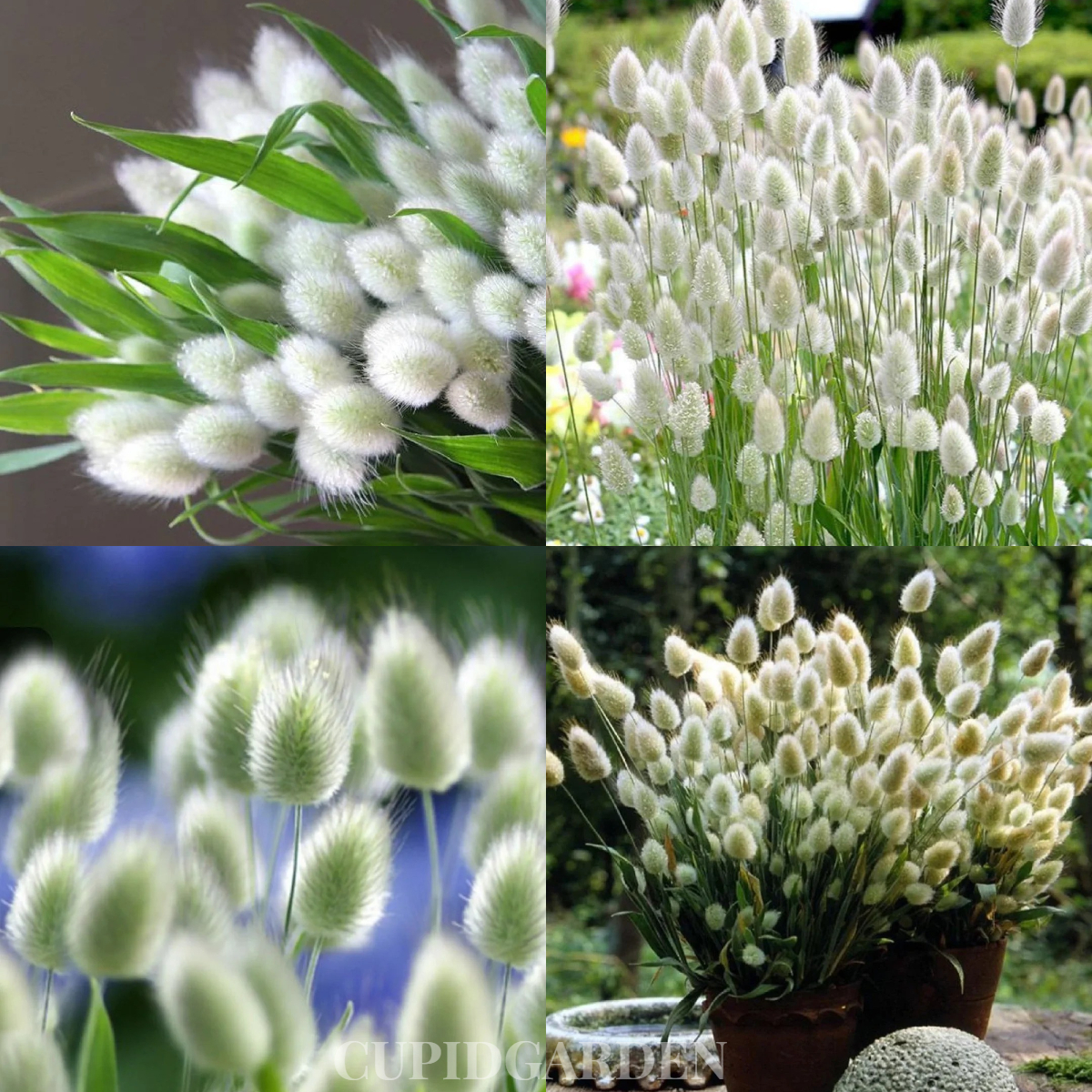 🐇Lagurus Ovatus Seeds