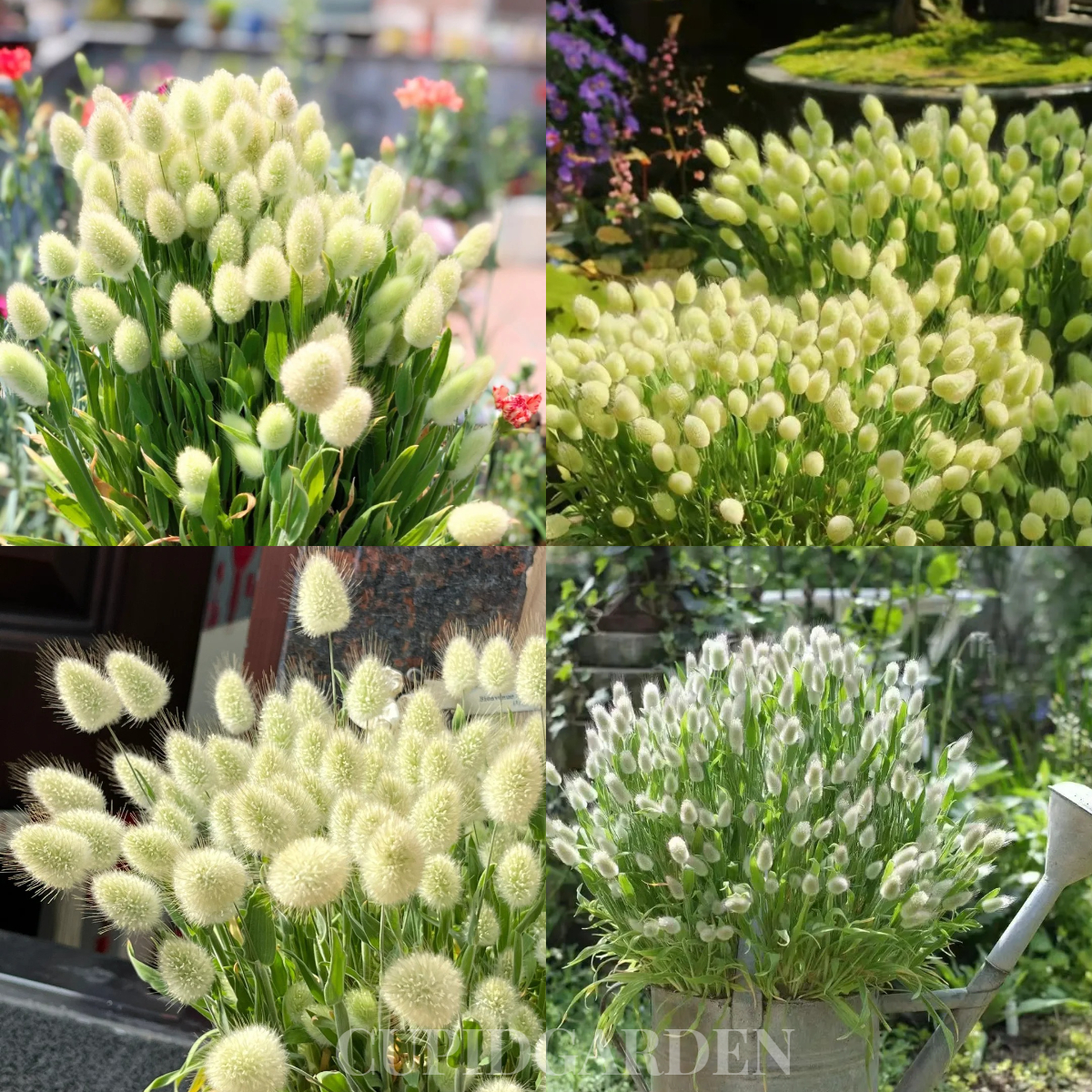 🐇Lagurus Ovatus Seeds