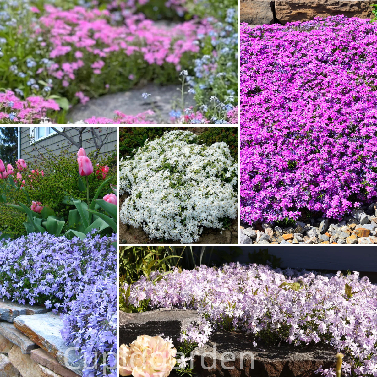 Creeping Phlox Seeds