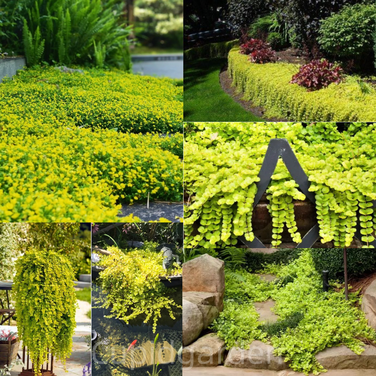 🌈Wonderful Chartreuse Groundcover✨Golden Creeping Jenny