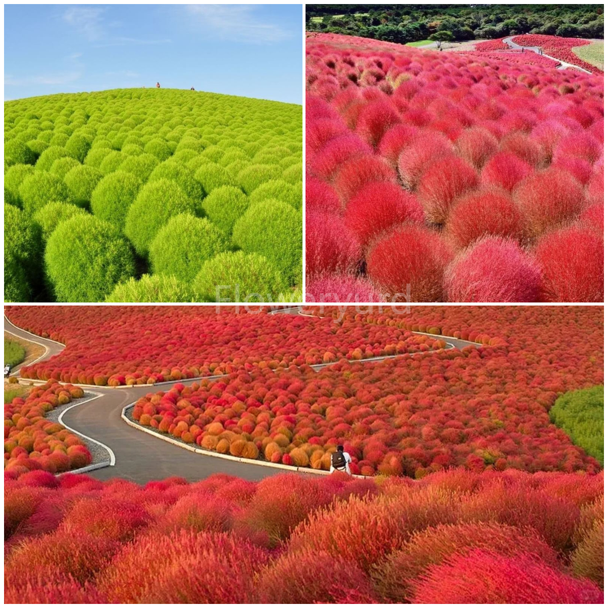 🌳Kochia Scoparia - Fluffy Marshmallows