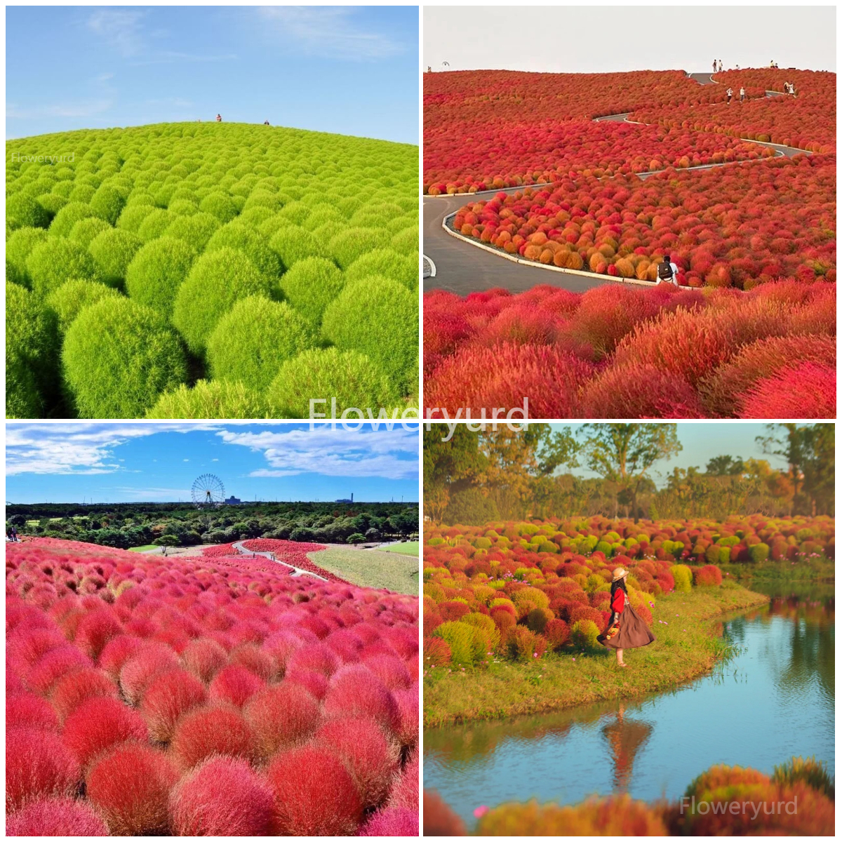 🌳Kochia Scoparia - Fluffy Marshmallows