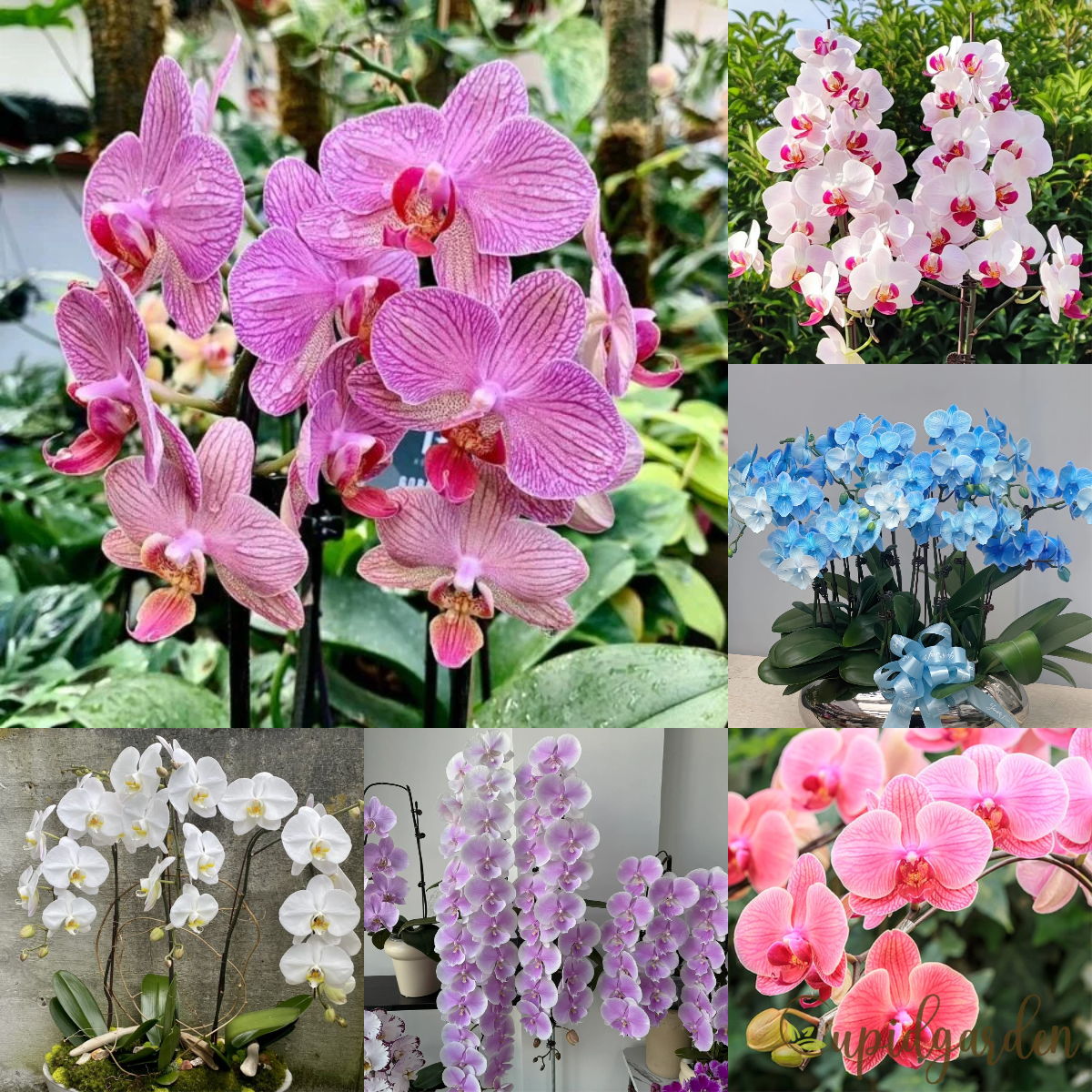 Phalaenopsis Seeds-Queen Of Orchids