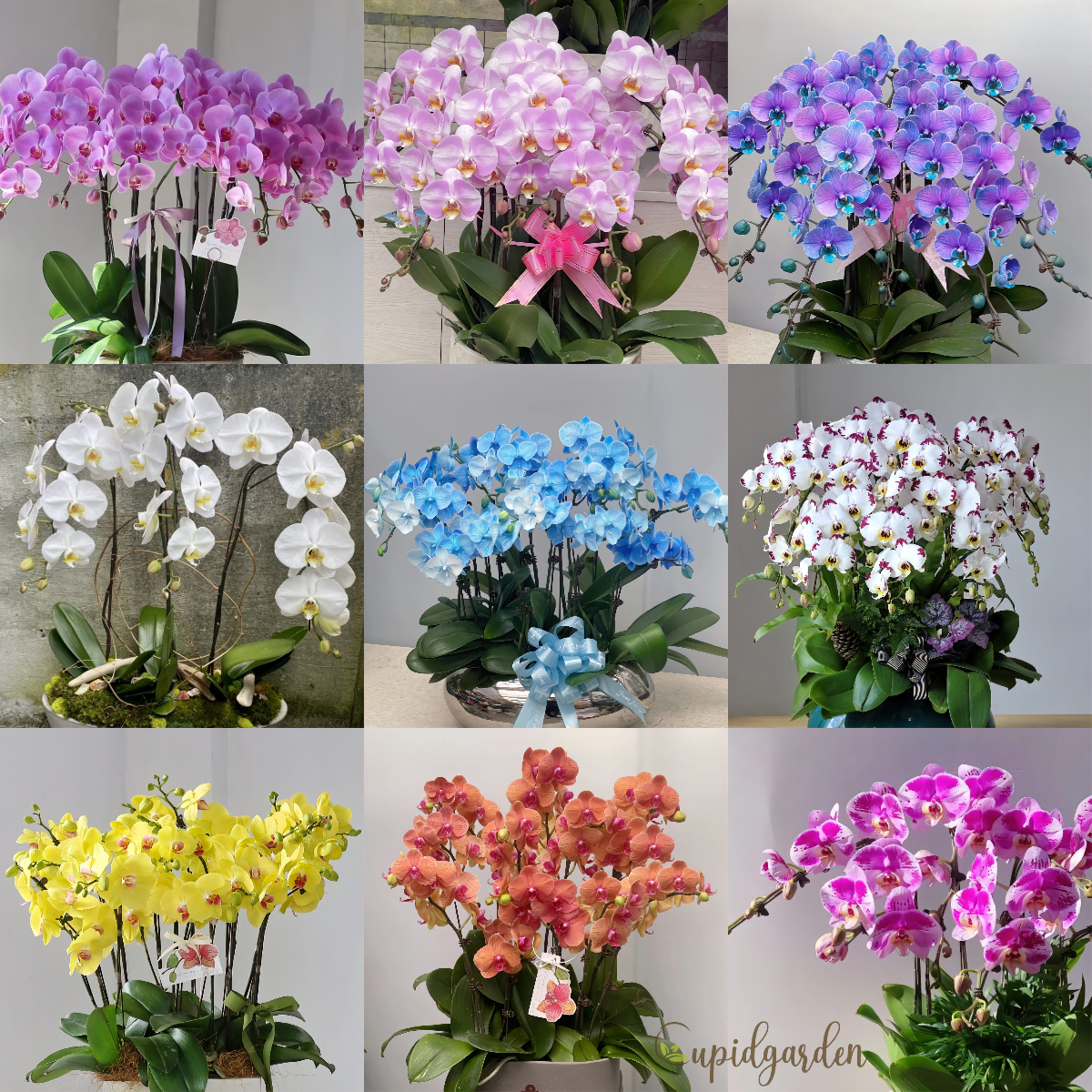 Phalaenopsis Seeds-Queen Of Orchids
