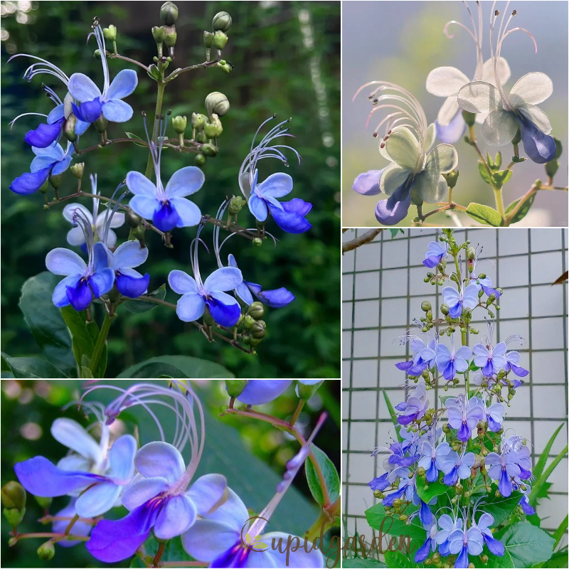🦋Blue Butterfly Flower Seeds🌿Four Seasons Flower