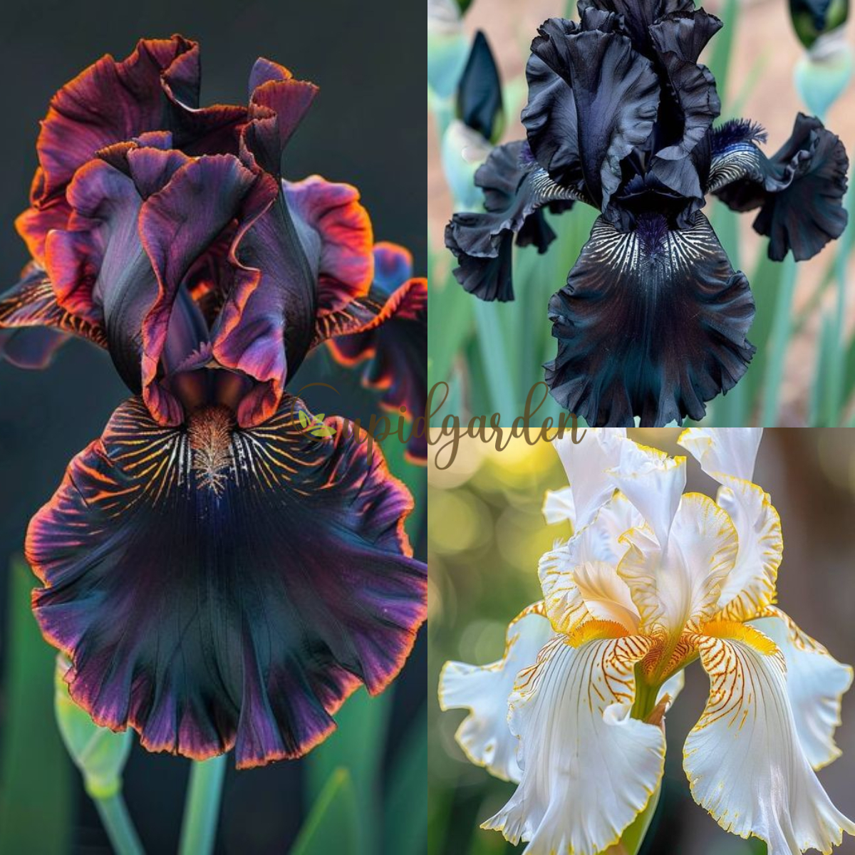 Reblooming Bearded Iris Collection
