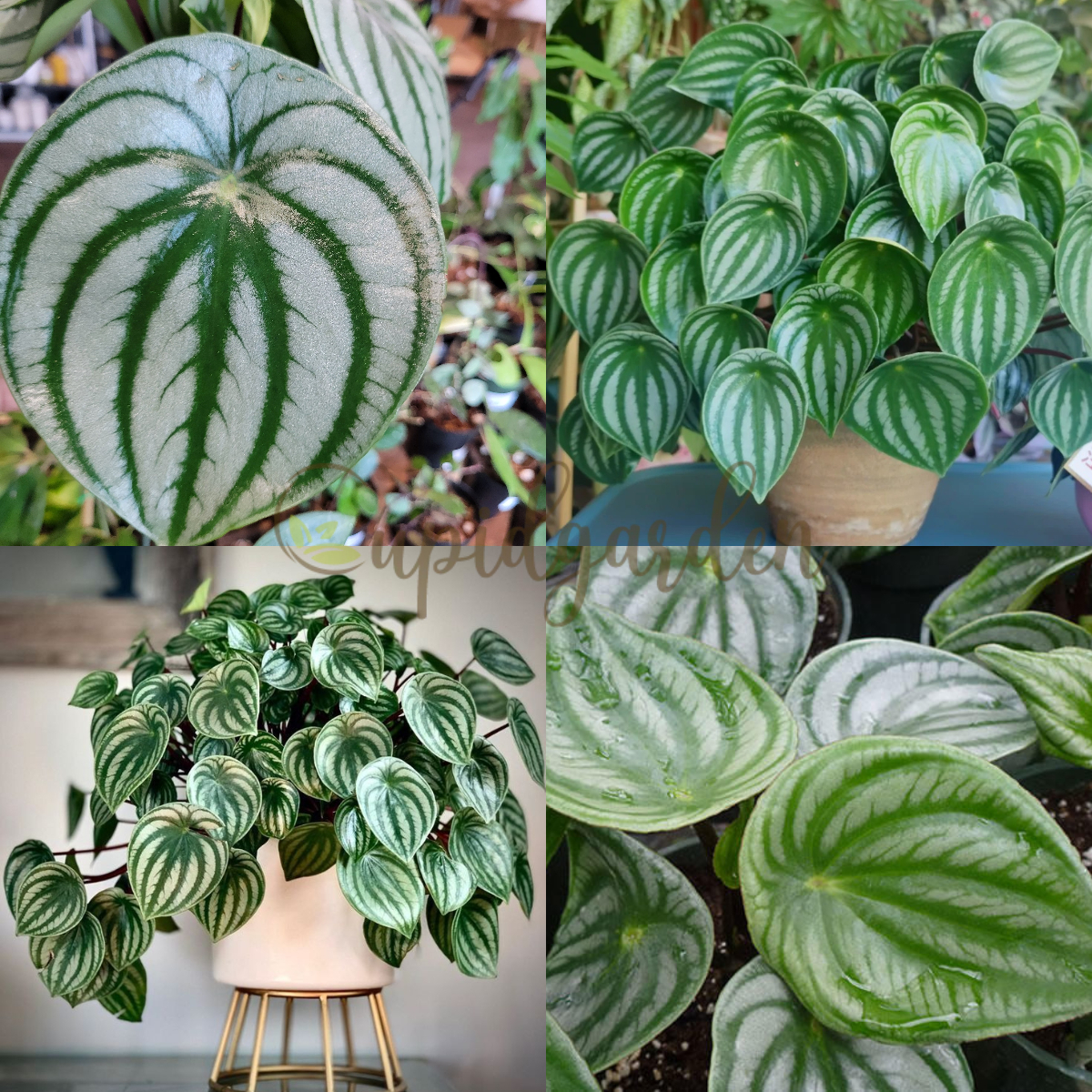 Watermelon Peperomia Seeds🌿Elevate Your Indoor Garden