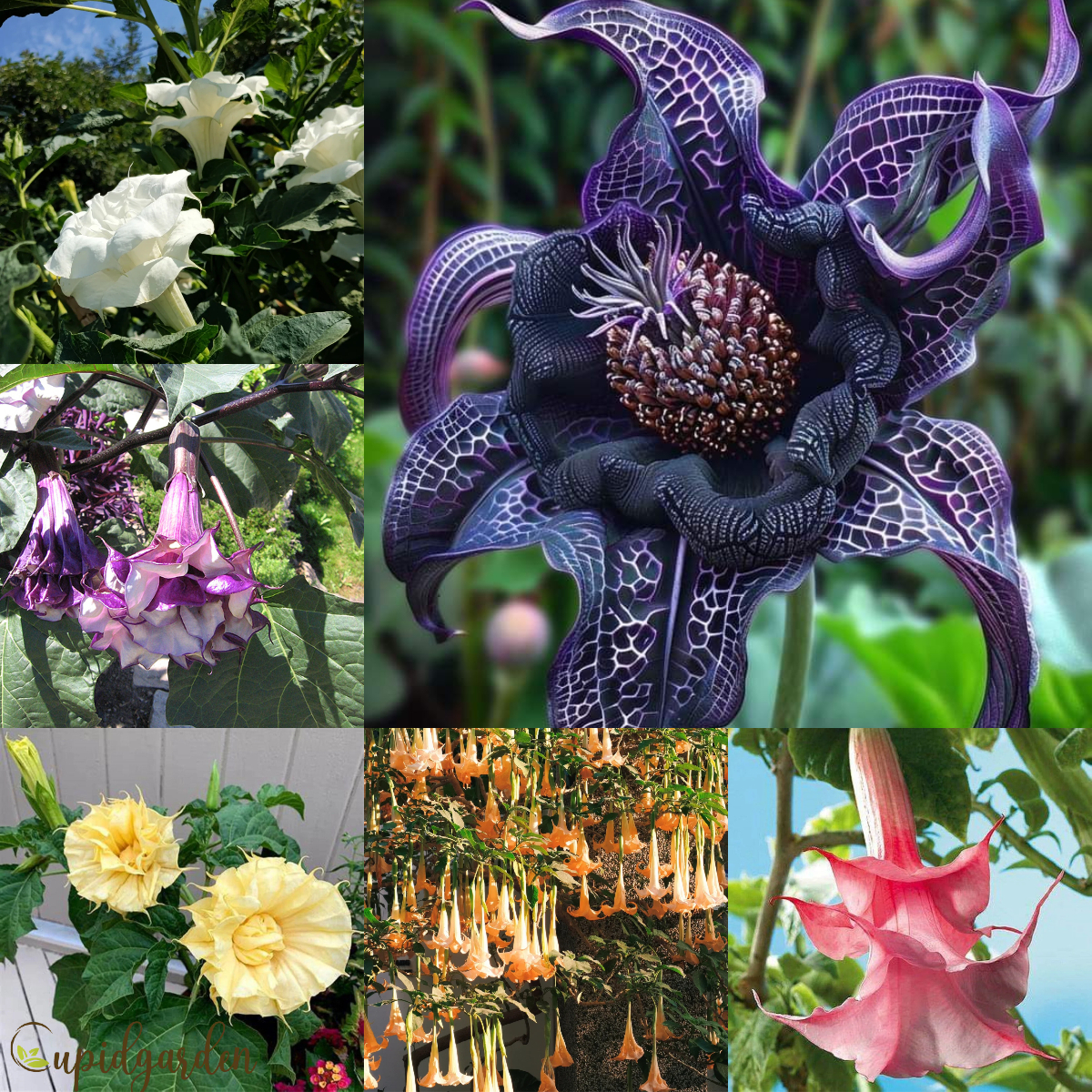 Datura Brugmansia Seeds  Angel's Trumpet