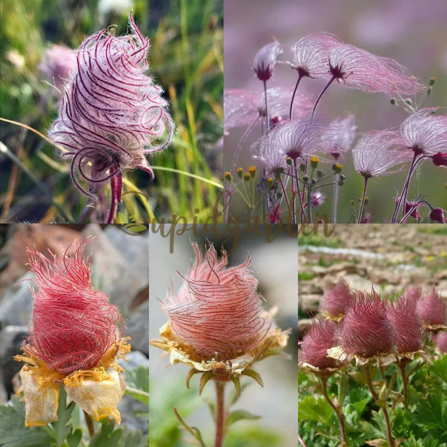 Prairie Smoke Flower Seeds💎A Hidden Gem of the Prairie