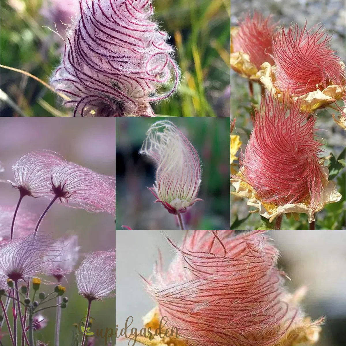 Prairie Smoke Flower Seeds💎A Hidden Gem of the Prairie
