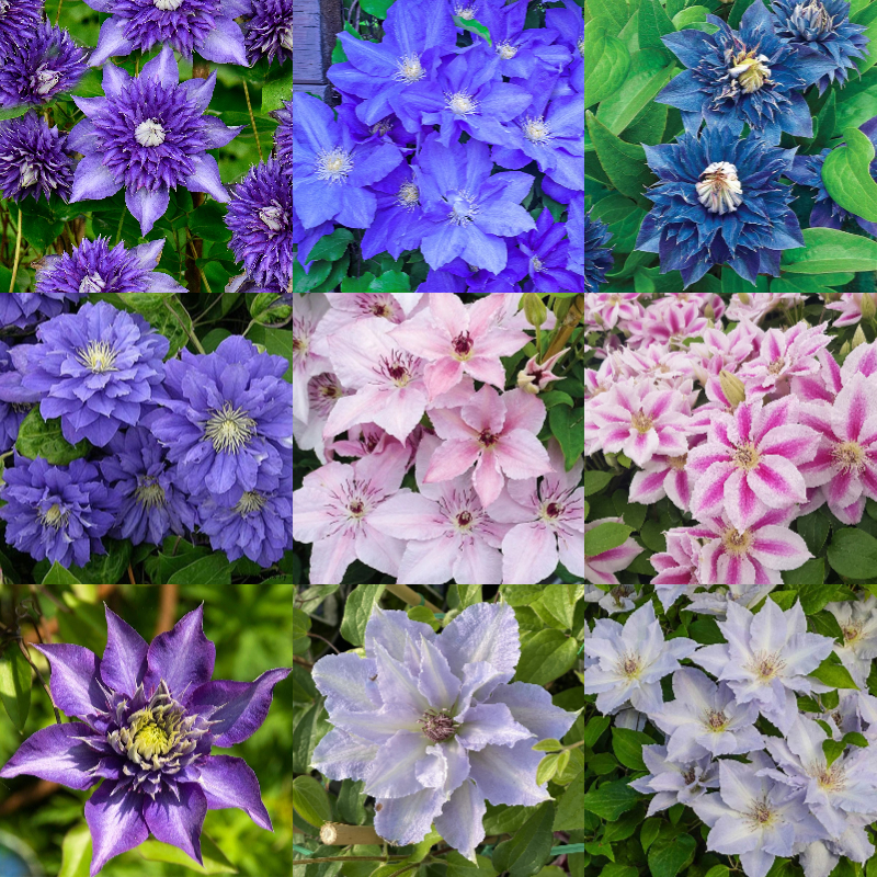 🌸Queen of Vines - Climbing Clematis Seeds