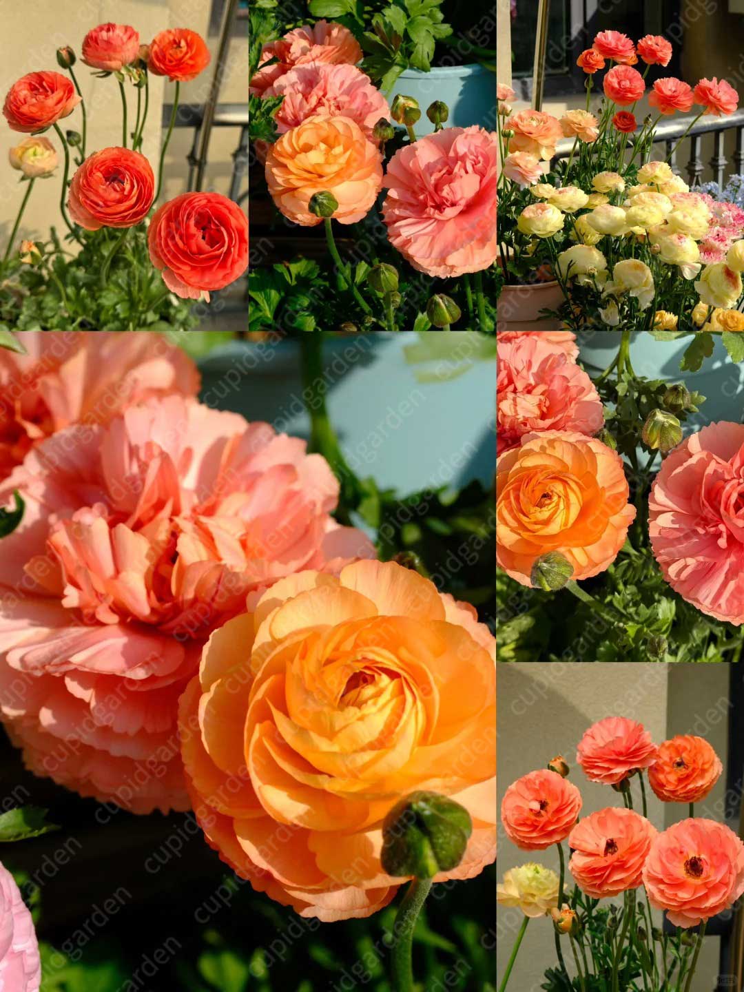 Ranunculus Romance