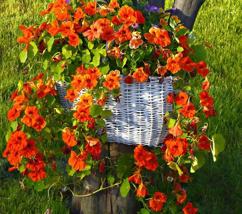 Nasturtium Seeds (Tall) - Mixed Colors