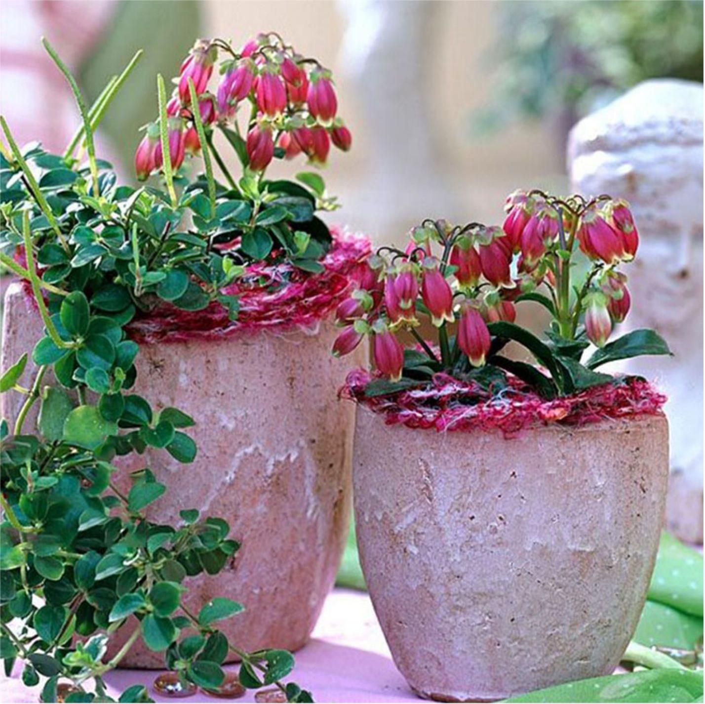 Beach Bells-Kalanchoe manginii Wendy Sunny Balloon