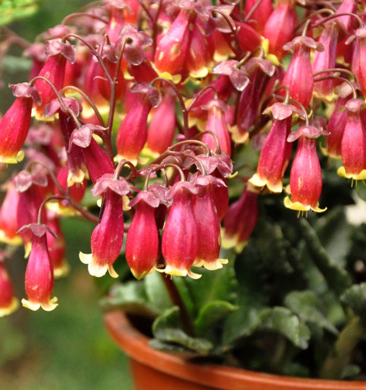 Beach Bells-Kalanchoe manginii Wendy Sunny Balloon