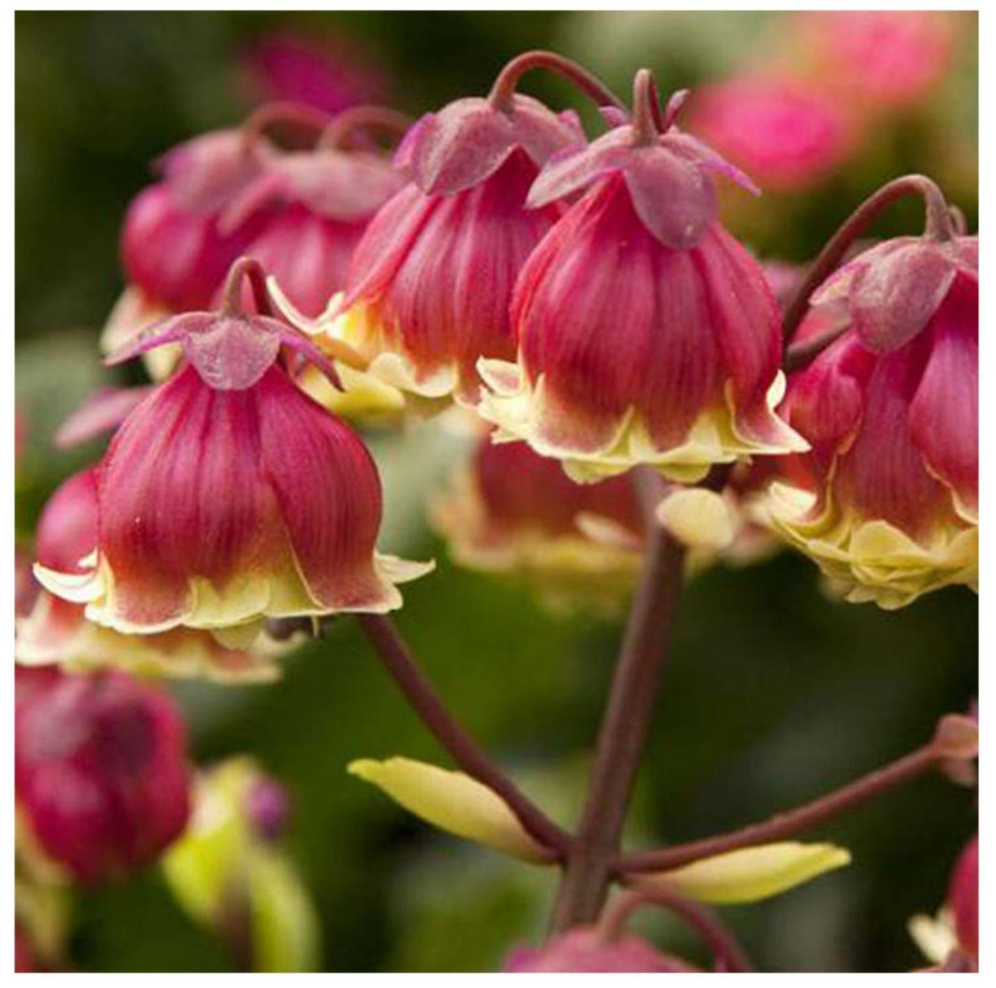 Beach Bells-Kalanchoe manginii Wendy Sunny Balloon