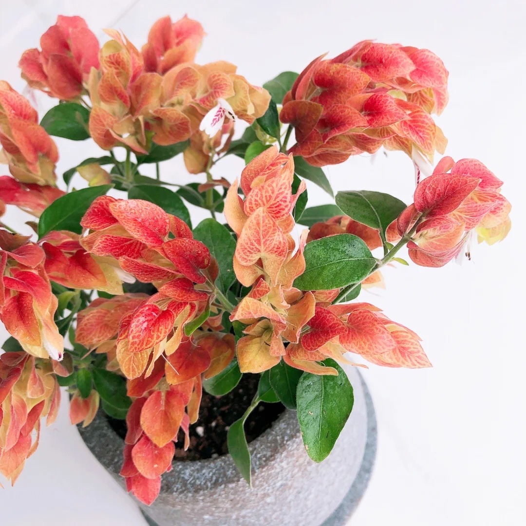 🦐Shrimp Plant